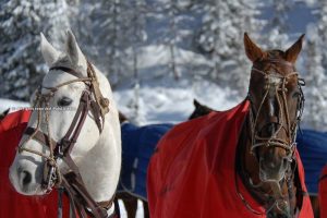 Cortina d’Ampezzo ready to host Italia Polo Challenge Cortina 2020