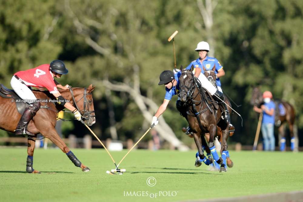 les lions polo
