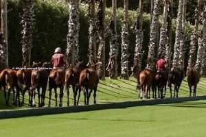 Ayala Polo Club takes Sotogrande into a thrilling new era