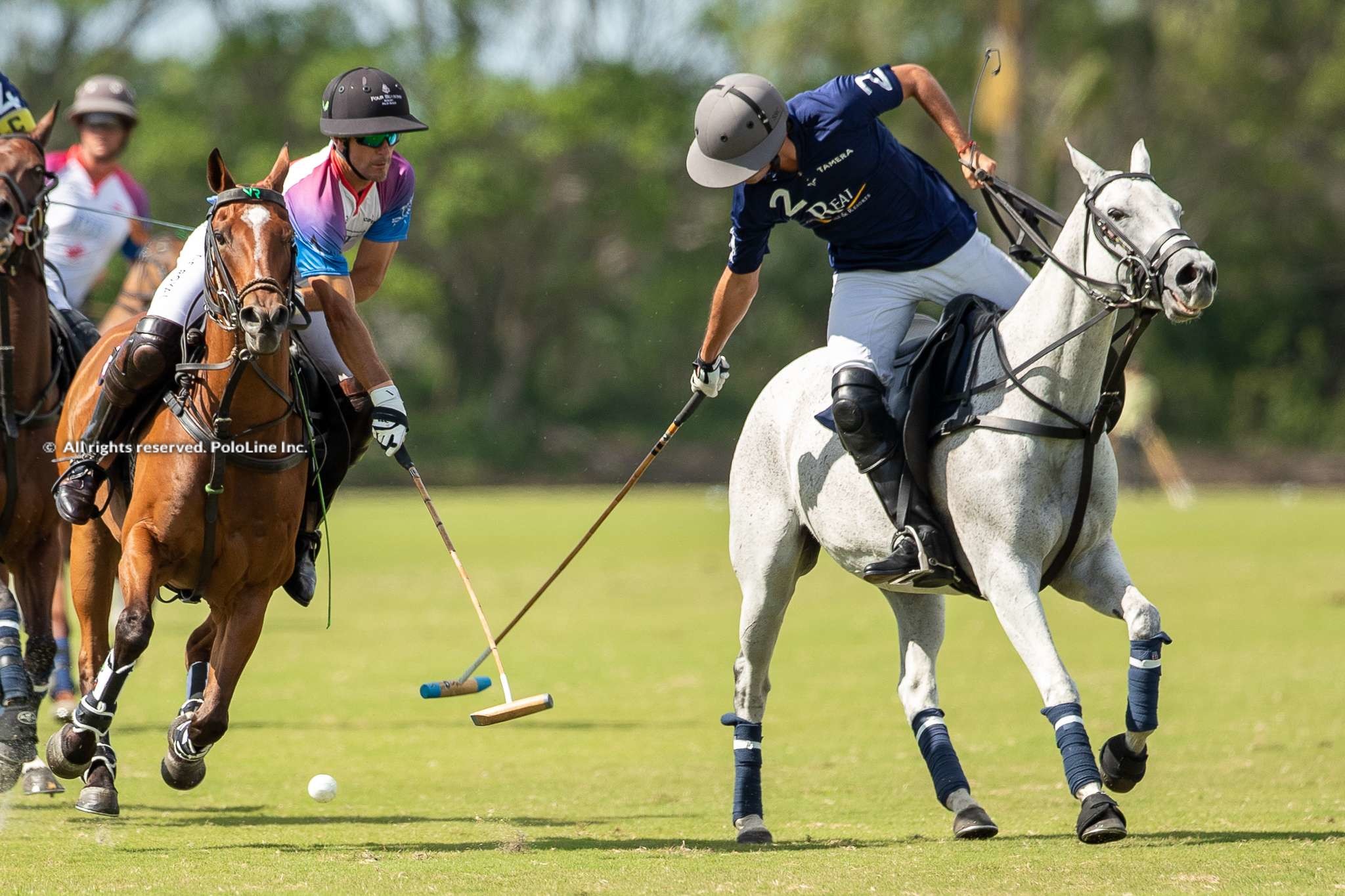 Tamera vs Polo Training Foundation